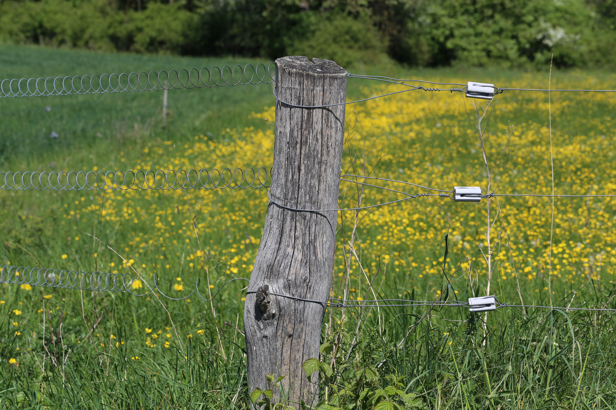 Postavljen električni pašni pastir varuje konje pred pobegom in divjimi živalmi